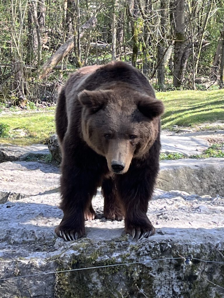Bär